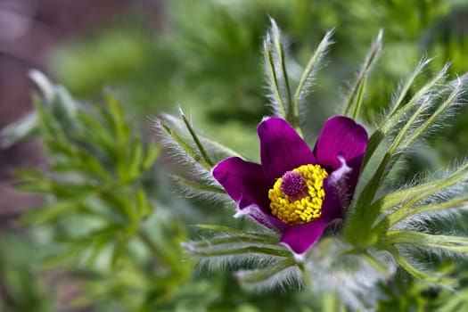 Pasque flower