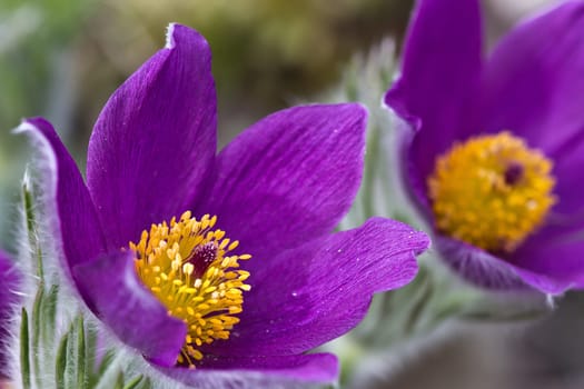 Pasque flower