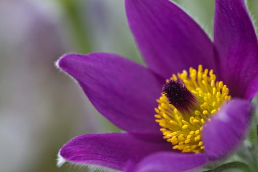 Pasque flower