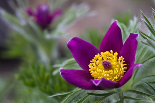 Pasque flower