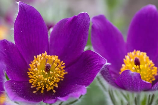 Pasque flower