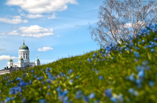 view of the Helsinki cathedral from field of flowers with blue cloudy sky in background (focus on cathedral)
