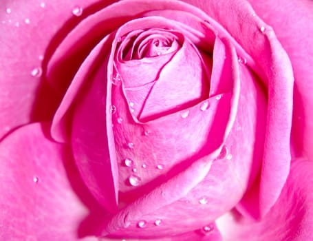 closeup photo of the pink rose bud with shiny  drops of water