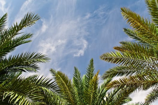 tropical blue cloudy sky framed by palm trees