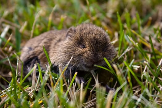 real mouse in the grass