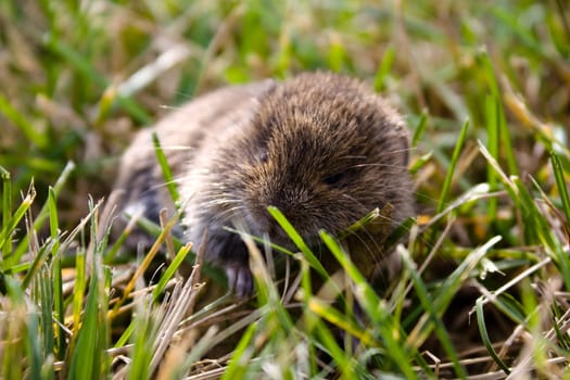 real mouse in the grass