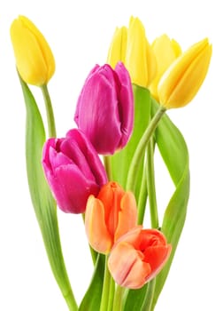 Bouquet of tulips on white background. Tulipa