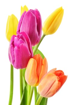 Bouquet of tulips on white background. Tulipa