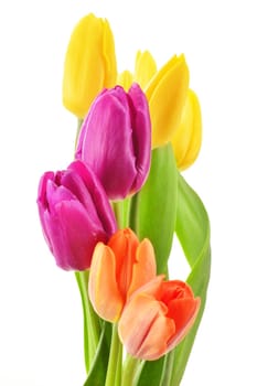 Bouquet of tulips on white background. Tulipa