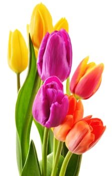 Bouquet of tulips on white background. Tulipa