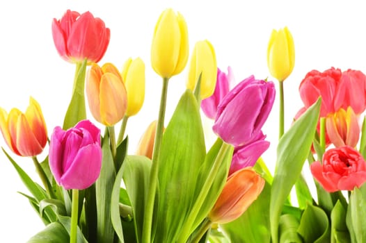 Bouquet of tulips on white background. Tulipa