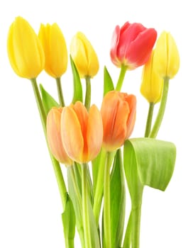 Bouquet of tulips on white background. Tulipa