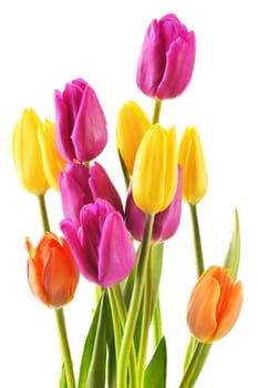 Bouquet of tulips on white background. Tulipa