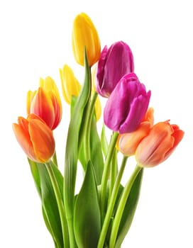 Bouquet of tulips on white background. Tulipa