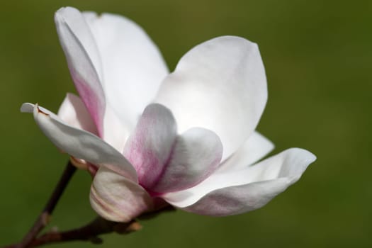 Magnolia
