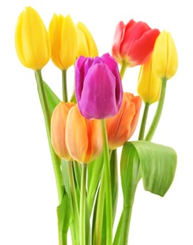 Bouquet of tulips on white background. Tulipa