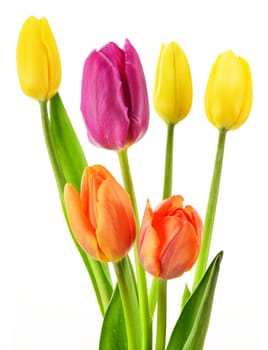 Bouquet of tulips on white background. Tulipa