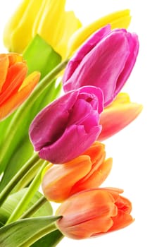 Bouquet of tulips on white background. Tulipa