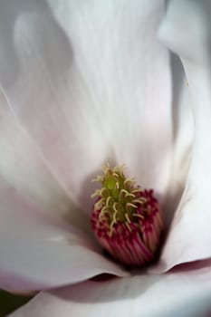 Magnolia