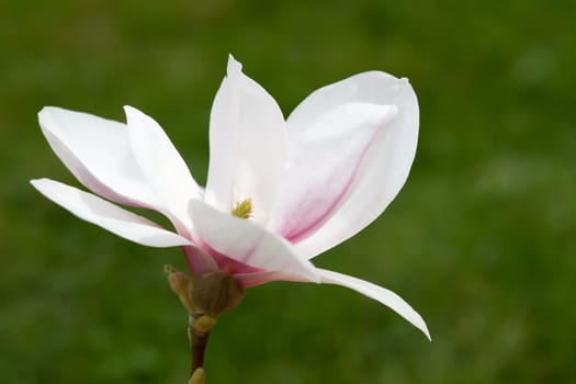 Magnolia