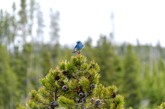 Mountain Bluebird on a tree in Yellowstone