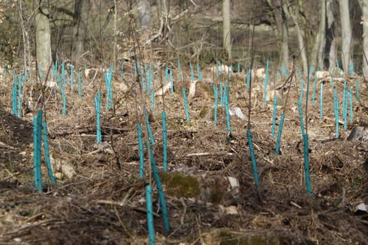 Reforestation area