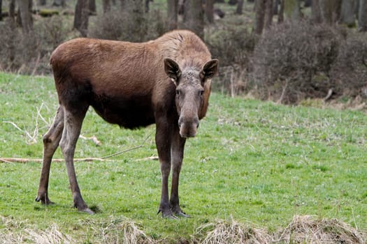 Elk