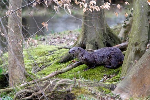 Eurasian river otter