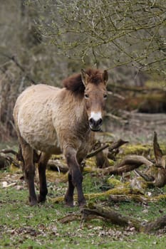 Asian wild horse