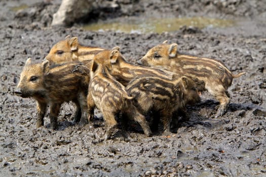 Wild boars Youngsters