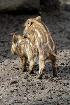 Wild boars Youngsters