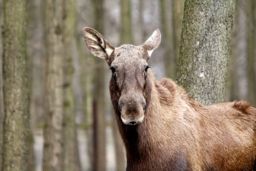 Elk