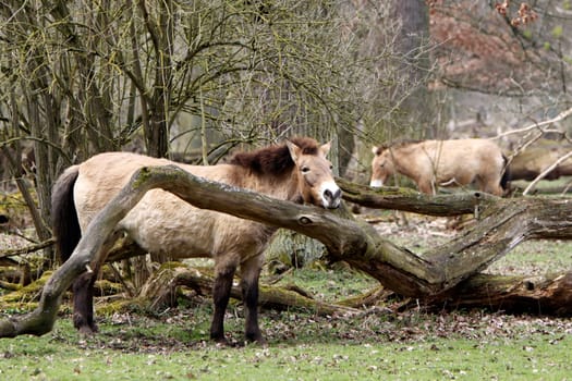 Asian wild horse