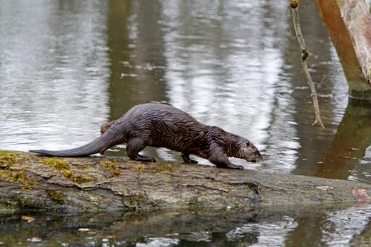 Eurasian river otter