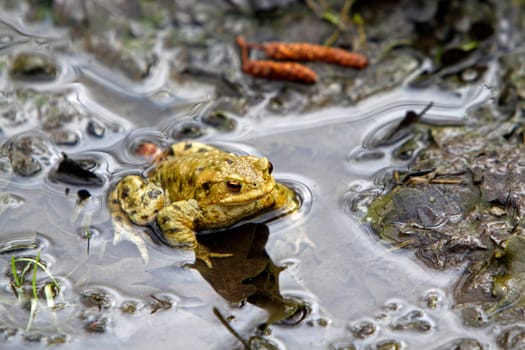 Common toad