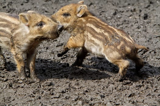 Wild Boar Youngsters
