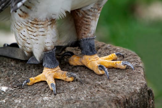 King's Rough-legged Buzzard (Catches)