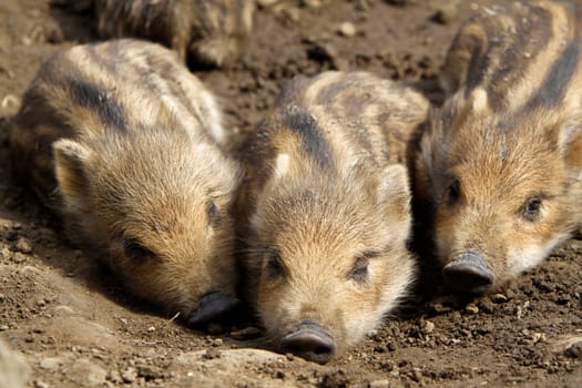 Wild Boar Youngsters