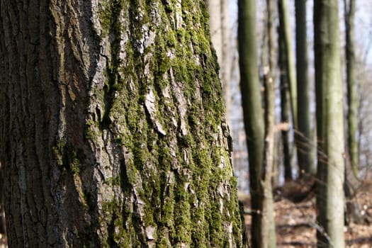 Mossy bark of a larch