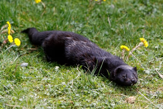 American mink