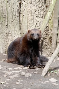 Wolverine
