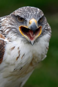 King's rough-legged buzzard