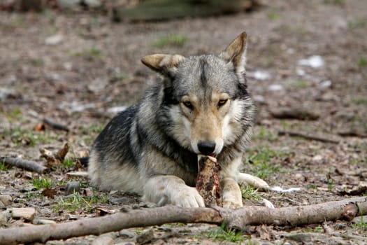 Timberwolf