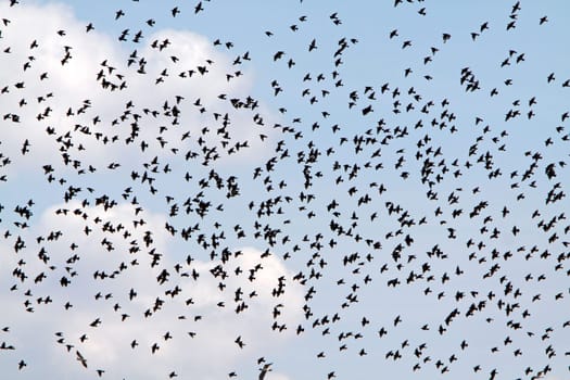 Flock of Birds (Starlings)