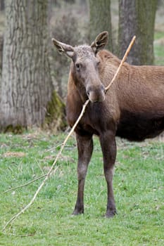 Elk