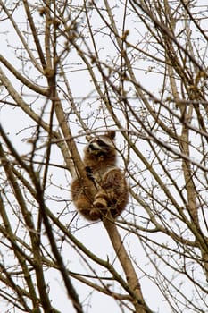 Raccoon in a treetop