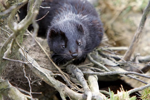 American mink
