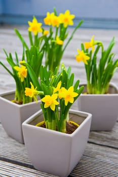 daffodil- daffodils