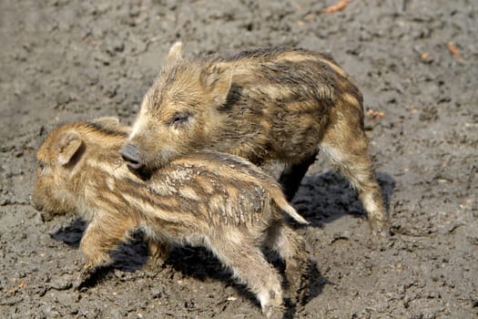 Wild boars Youngsters