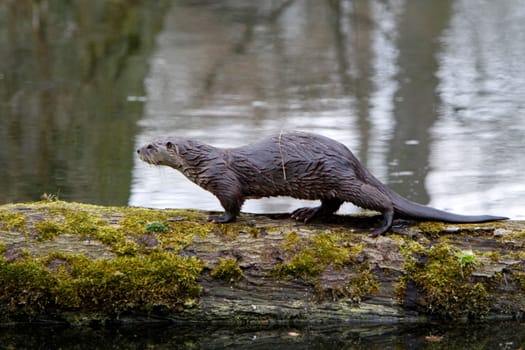 Eurasian river otter
